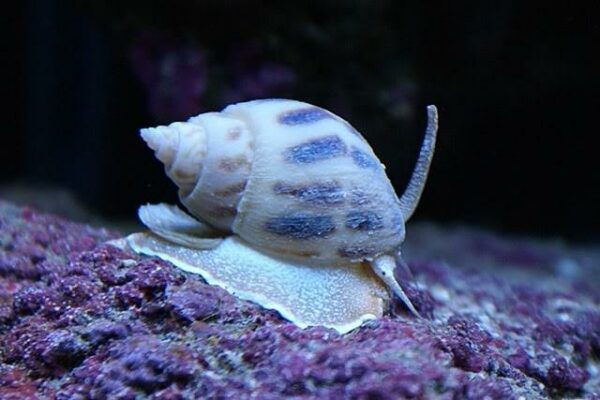 Nassarius