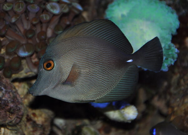 Zebrasoma Scopas (S)