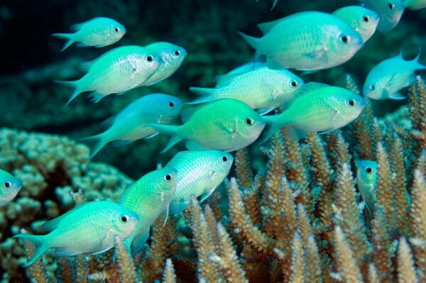 Chromis Viridis (M)