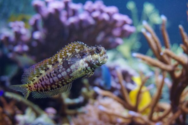 Salarias Fasciatus (M)
