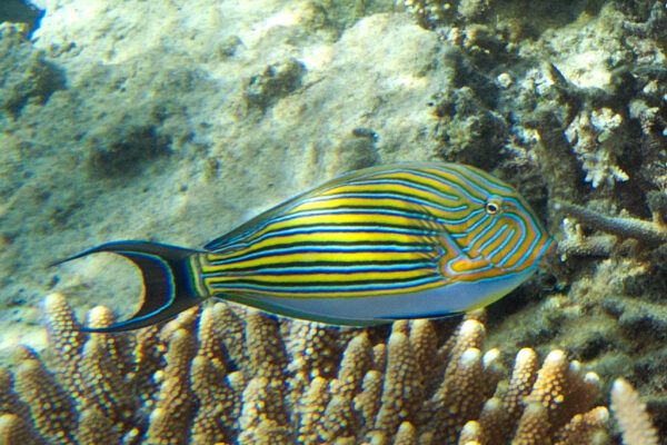 Acanthurus Lineatus M