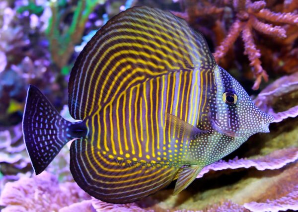 Zebrasoma Desjardinii (S)