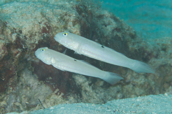 Valenciennea Sexguttata (S)