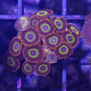 zoanthus fruit loop