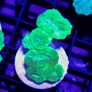 caulastrea hulk