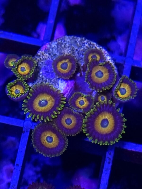 zoanthus scrambled eggs