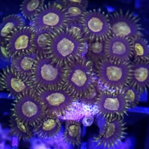 zoanthus king midas