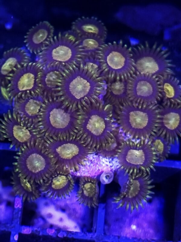 zoanthus king midas