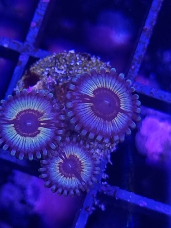 zoanthus vampire in drag