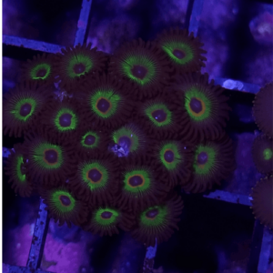 zoanthus rasta cousin