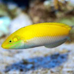 halichoeres trispilus