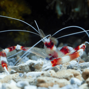stenopus hispidus
