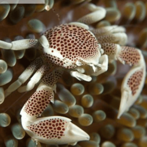 Neopetrolithes maculatus