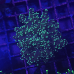euphyllia yaeyamanensis