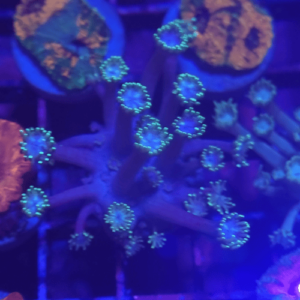 goniopora
