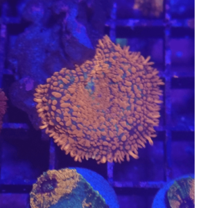 rhodactis