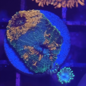 acanthastrea echinata