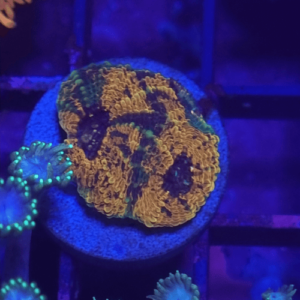 acanthastrea echinata