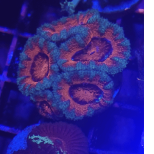 acanthastrea