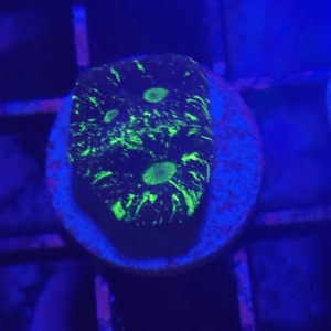 goniastrea