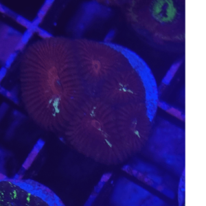 goniastrea