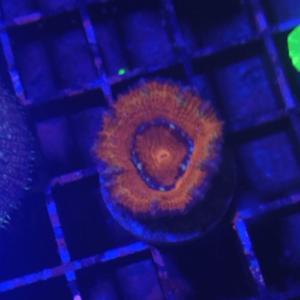 acanthastrea rainbow