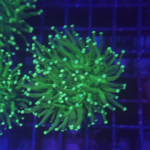 euphyllia green torch