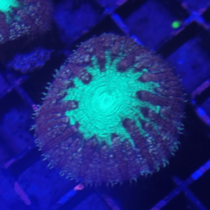 Blastomusa welsi