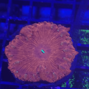 blastomusa vivida red