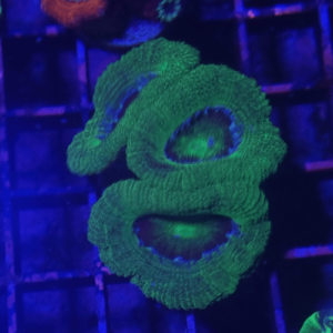 Acanthastrea green