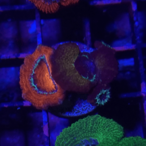 acanthastrea mix