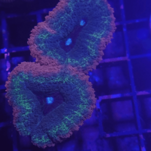 lobophyllia tricolor