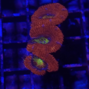 acanthastrea red