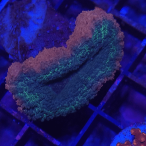lobophyllia rainbow
