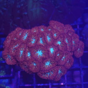 blastomusa wellsi