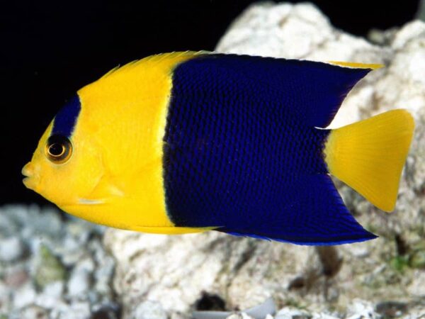 centropyge bicolor