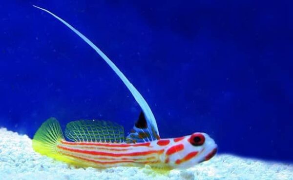 stonogobiops yasha