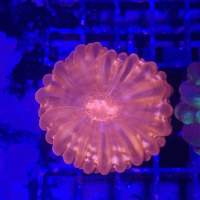 cynarina red