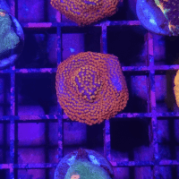 montipora incrustante rainbow