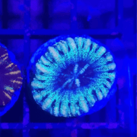 scolymia mini
