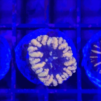 scolymia mini