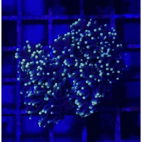 euphyllia torch