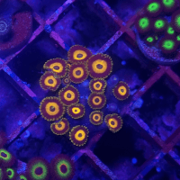 zoanthus scramled eggs