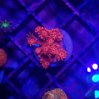 goniopora red