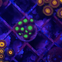 zoanthus neon green