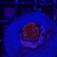 discosoma kriptonite