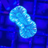 trachyphyllia geoffroyi