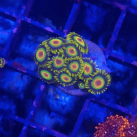 zoanthus rasta