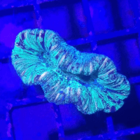 trachyphyllia geoffroyi
