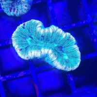 trachyphyllia geoffroyi